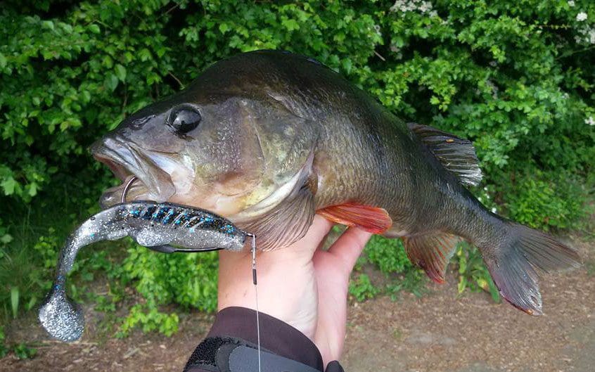 Crazy Fish 5&Quot; Tough - 10D Natural (5Pcs)