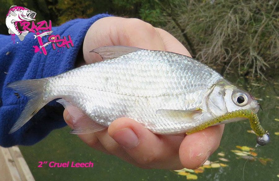 Crazy Fish 2&Quot; Cruel Leech - 50 Pink Flamingo (8Pcs)