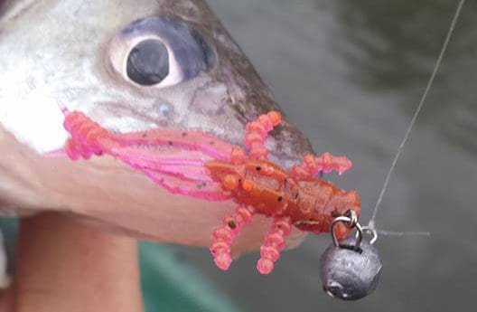 Crazy Fish 1.8&Quot; Crayfish - 54 Green Acid (8Pcs)