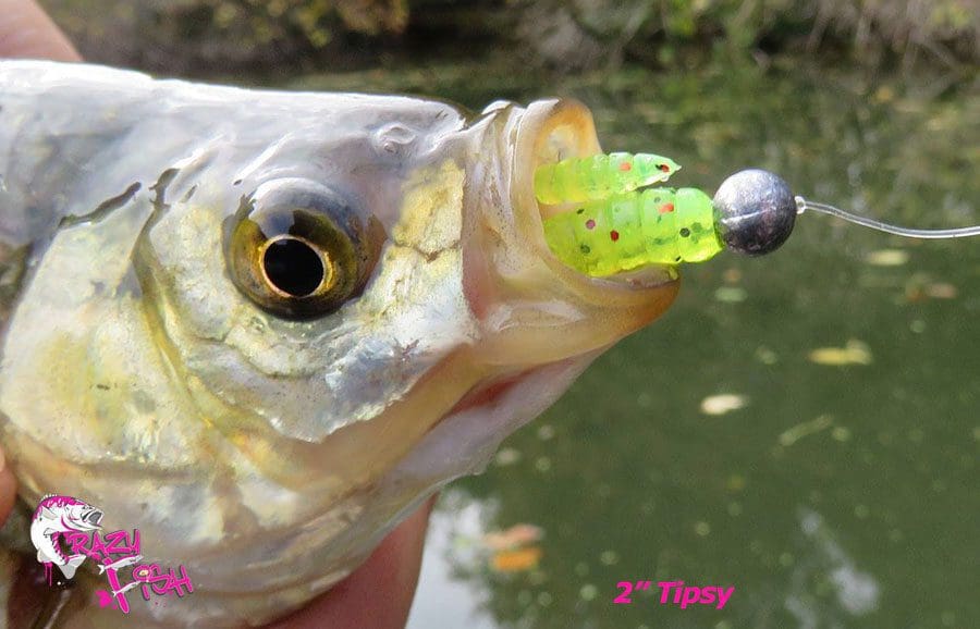 Crazy Fish 2&Quot; Tipsy - 14 Uv Motor Oil (8Pcs)