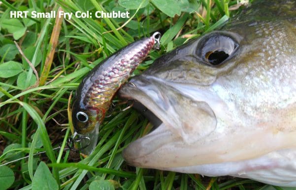 Hester Small Fry - Blossom Trout