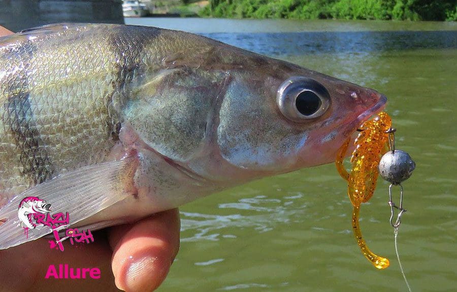 Crazy Fish 1.6&Quot; Allure - 16 Watermelon (8Pcs)