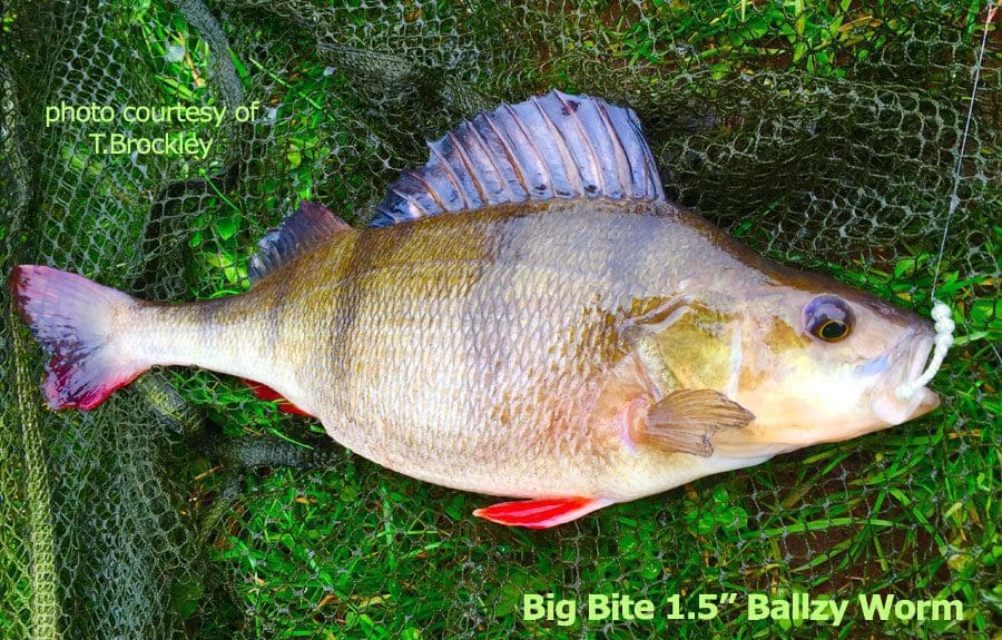 Big Bite 1.5&Quot; Ballzy Worm - Orange Sparkle (10Pcs)