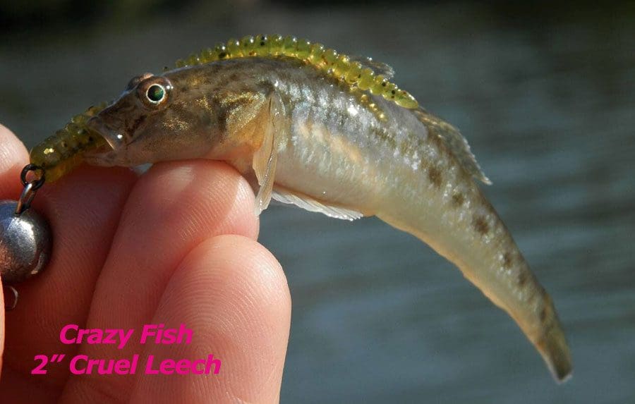Crazy Fish 2&Quot; Cruel Leech - 50 Pink Flamingo (8Pcs)