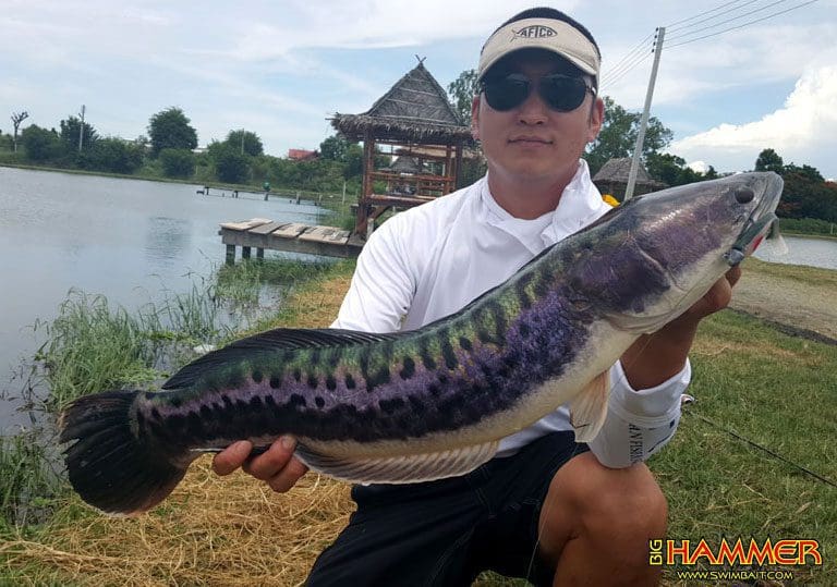 Big Hammer 3&Quot; Swimbait - Silver Phantom (5Pcs)
