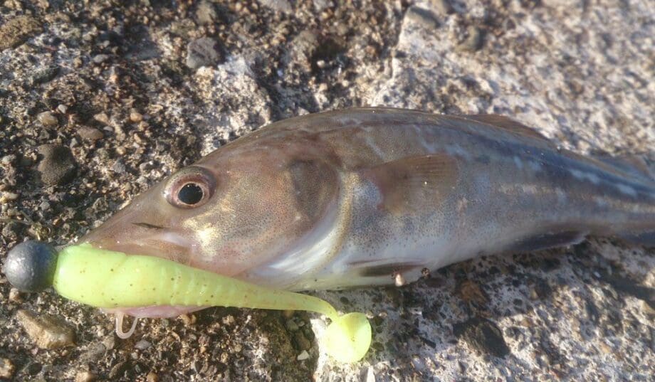 Crazy Fish 2.2&Quot; Nano Minnow - 27 Peony (8Pcs) - Image 4