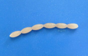 Nikko Fly Larvae 084 Glow Pink 30pcs